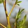 Salix sepulcralis 'Chrysocoma'